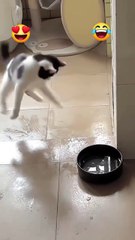 funniest cats ever laugh till you cry! 😹😂