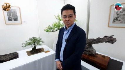 Asociación México - Japonesa: 7ma Expo Suiseki y Bonsai