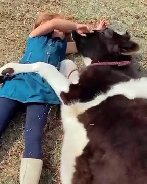 🐄🎶 Aujourd’hui, j’ai surpris ma fille en train de chanter pour notre vache… regardez-moi ces deux-là 🥺 — betzairPérez via ViralHog