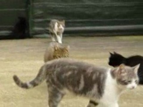 Tranquilles les chats