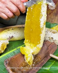 Getting honey straight from the source🍯