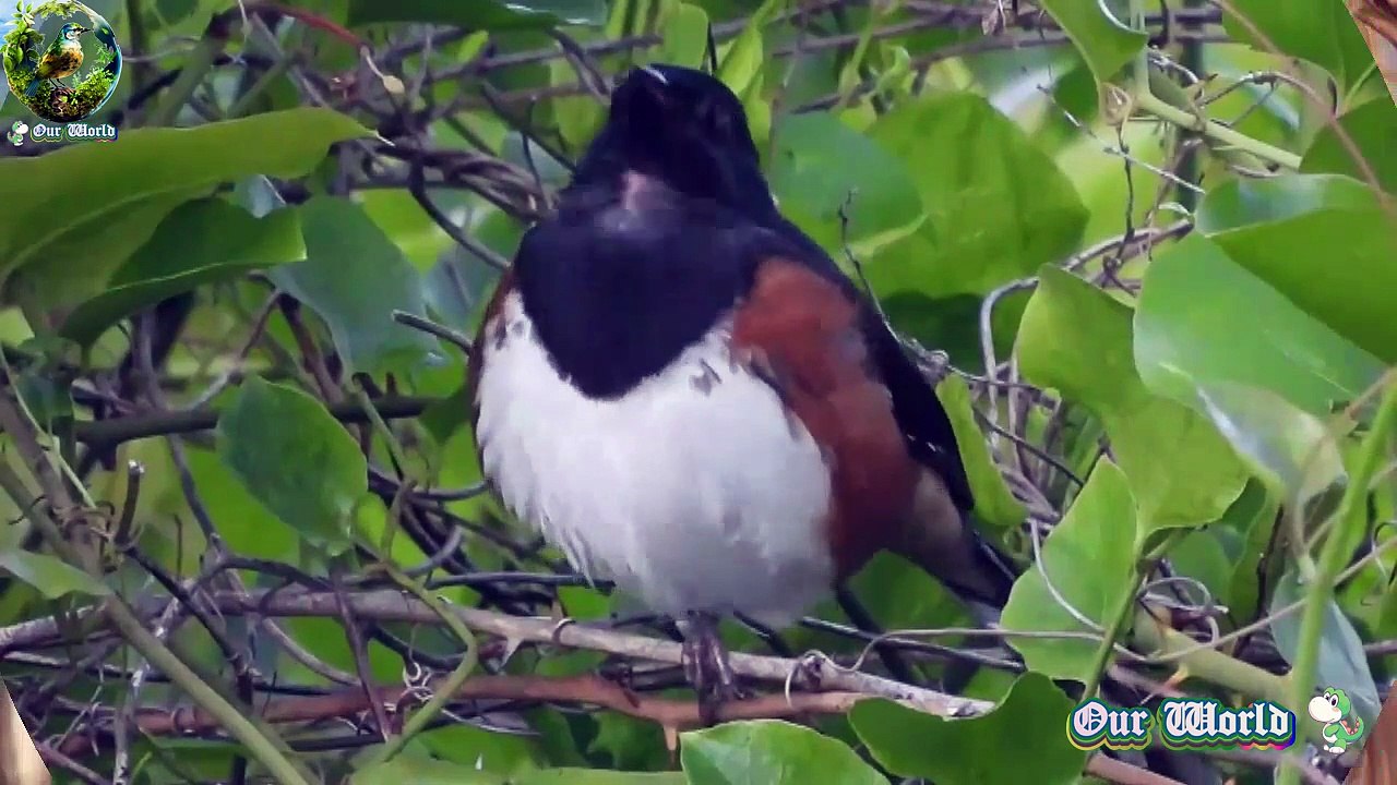 Eastern Towhee 06