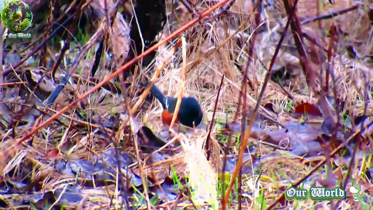 Eastern Towhee 08