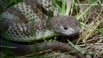 Amazing Earth: Tahimik pero mabagsik