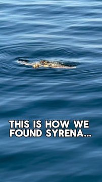 #SeaTurtleRescue #MarineBiology #OceanConservation #WildlifeRehab #ConservationInAction Every turtle deserves this chance. Every rescue matters.