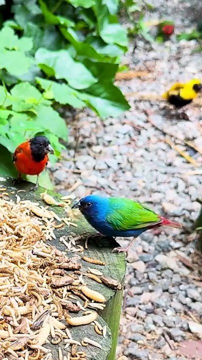 mix bird aviary