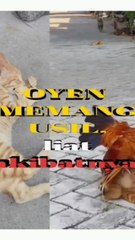The behavior of a cats who is playing with chicks,see the consequenses