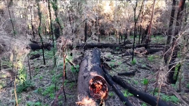 ABC reveals WA’s trees in the ‘valley of the giants’ lost in a managed fire aimed at protecting lives and property