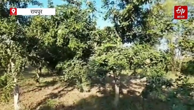 लघु गौण फलों के बीज से बढ़ाए आमदनी, बारिश में पौध रोपण करना कितना फायदेमंद