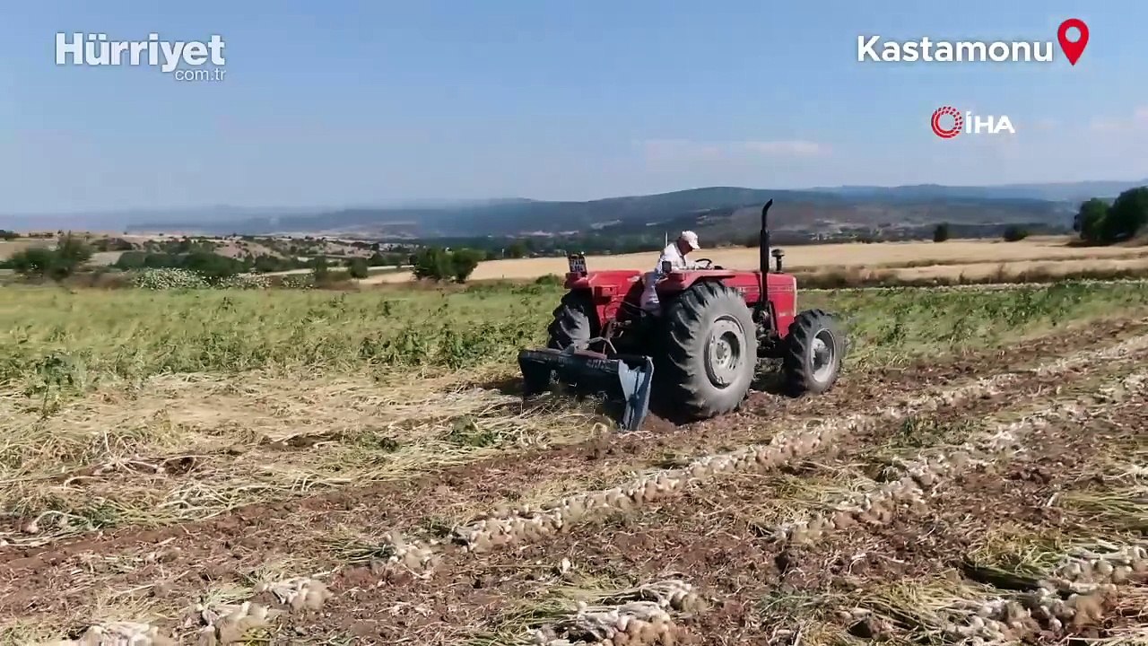 Çiftçiler sarımsaklar çalınmasın diye sabaha kadar tarlada nöbet tutuyorlar