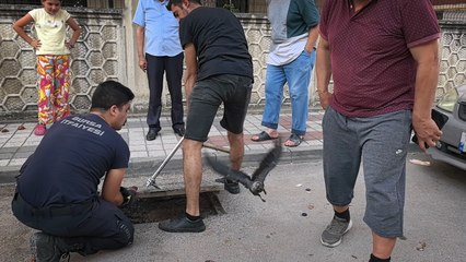 Bursa'da rögarda mahsur kalan karga itfaiye ekiplerince kurtarıldı