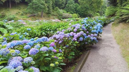 Trebah’s Hydrangeas Reach Full Summer Glory