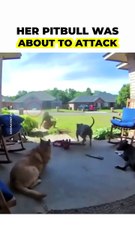 When the human is the true alpha even the fiercest dog obeys.