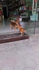cock versus dog #dog #cock
