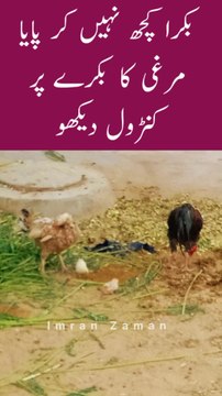 Goat, Hen and Chicks in ONE place😊