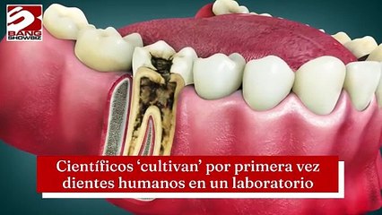 Científicos ‘cultivan’ por primera vez dientes humanos en un laboratorio