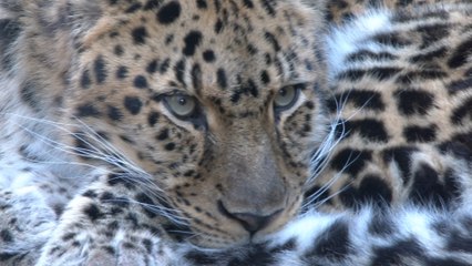 British hunters still killing endangered wildlife abroad despite public outrage, new documentary reveals