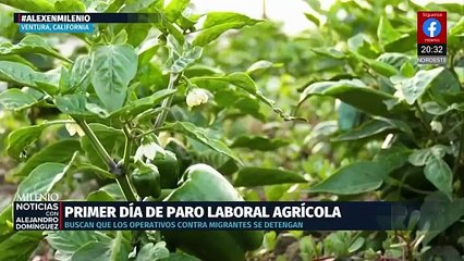 Trabajadores del campo en Ventura inician paro por redadas migratorias
