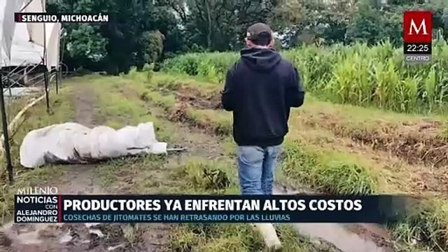 Nuevas opciones para productores de jitomate en Plan México, dice Sheinbaum