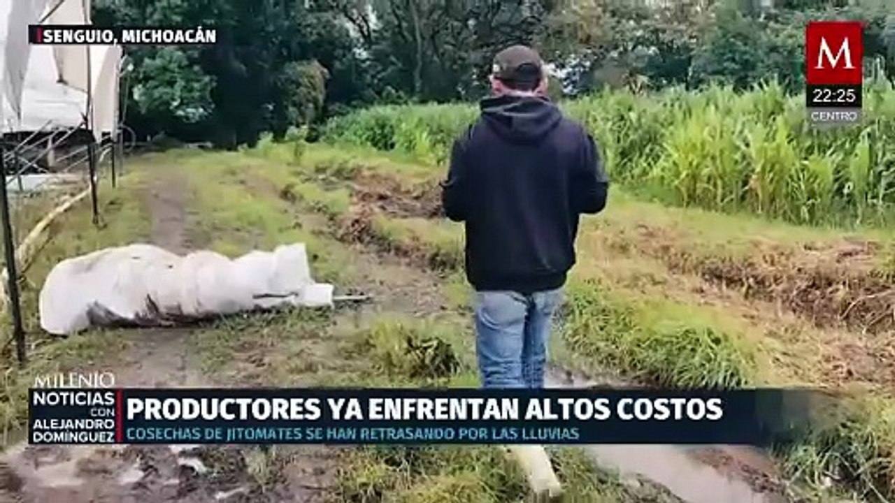 Nuevas opciones para productores de jitomate en Plan México, dice Sheinbaum