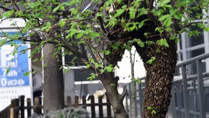 The Lost House / Zabłąkany Dom (2024)