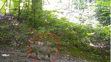 Bursa'da nesli tehlike altındaki yaban kedisi görüntülendi