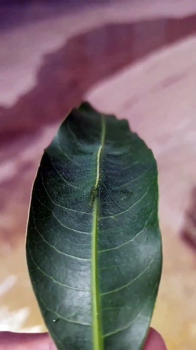 Le camouflage parfait de cette chenille : euthalia aconthea