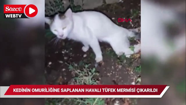 Yaralı bulunan kedinin tüfekle vurulduğu ortaya çıktı