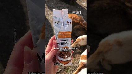 Une île au Japon où les chats sont rois ? 🐱