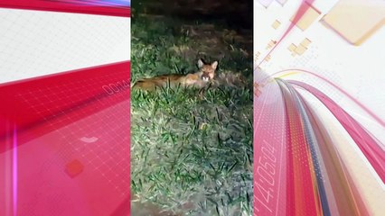 Polícia Militar resgata onça ferida às margens de rodovia no PR