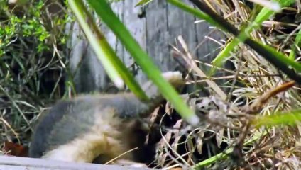 Animaux : Le Serpent à Sonnette