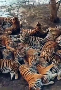 Siberian tigers at the Harbin Siberian Tiger Park in China #wildlife #tiger