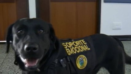 Esta es la Fuerza Peluda: Los héroes caninos que brindan apoyo emocional a militares heridos en combate