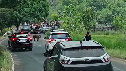 Bengal Tiger 🐯 Attack In Car 🚗 Tiger Attack In Sundarban  Tiger Attack On Tourist Jeep Jungle safari