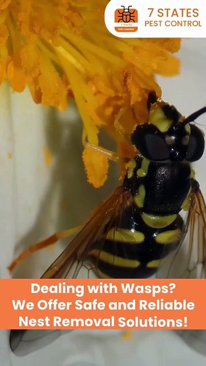 Wasps in Melbourne? Safe & Swift Nest Removal by Experts