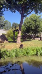 PETIT BAIN pour les manchots du Zoo de Beauval