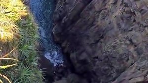 Capivara vive situação dramática após cair em penhasco de trilha paradisíaca em SC