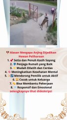 🐶 Alasan Mengapa Anjing Dijadikan Hewan Peliharaan #news