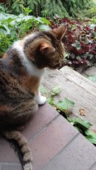 The Struggles of a Cat Life… So Exhausting! 😹🍽️🌿 #LivingTheDream #funnycat #shorts