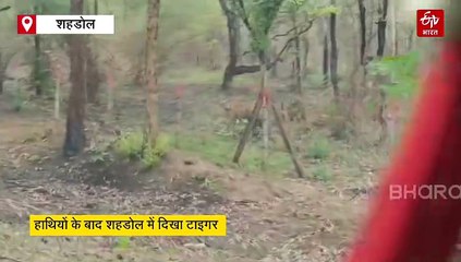 हाथियों के बाद शहडोल में दिखा टाइगर, मानसून टूर पर निकले वन्य प्राणी