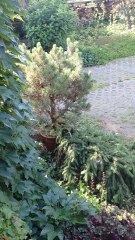 Cat neighbor is not too talkative today 😼 #cats