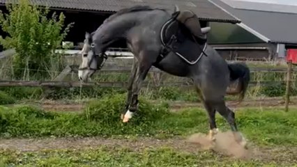 Wild rodeo begins as horse tries saddle for the first time ever