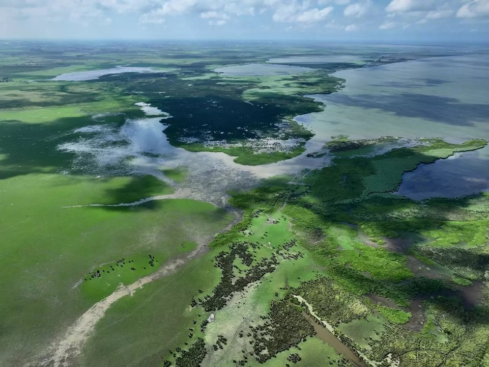 Kızılırmak Deltası Kuş Cenneti’nden enfes görüntüler: Doğa fotoğrafçıları buraya akın ediyor