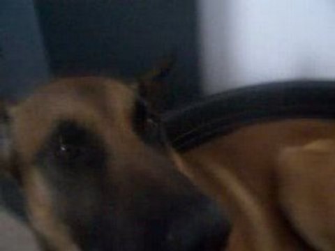 Malinois (Berger Belge)