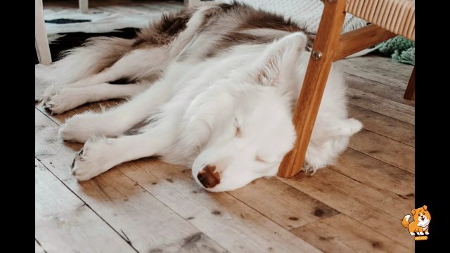 Master Dog's Leash Training _ V20 _ Cute Dog Videos _ Dogs _ Dog _ Cute Dogs _ Mr Dog