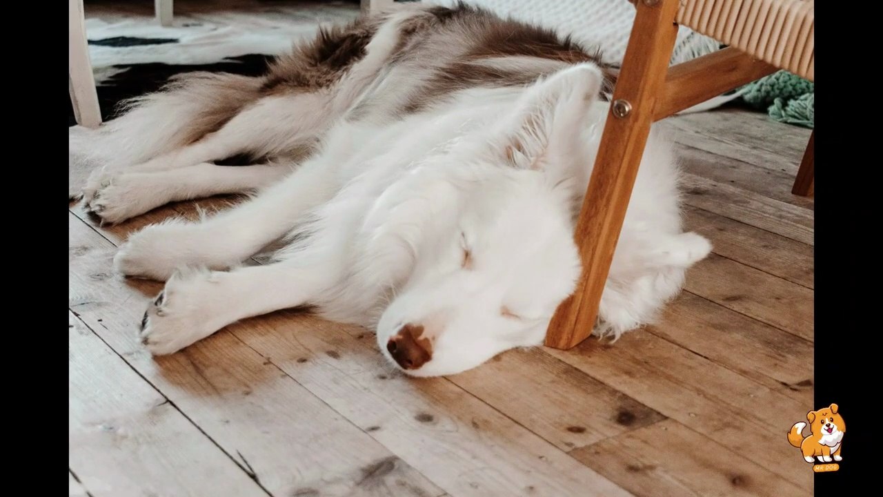 Master Dog's Leash Training _ V20 _ Cute Dog Videos _ Dogs _ Dog _ Cute Dogs _ Mr Dog