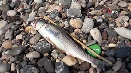 Türkiye'nin yeşille mavinin buluştuğu cennetinde ölüm karaya vurdu!