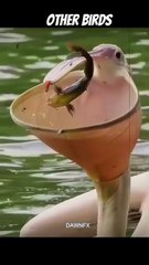 Other_Birds_v_s_This_One_#edit_#memes(360p)