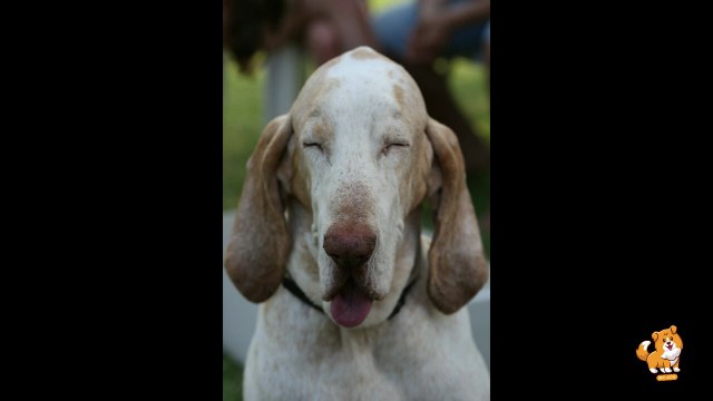 Fun & Engaging Games With Dog _ V21 _ Cute Dog Videos _ Dogs _ Dog _ Cute _ Dog Game Ideas _ Mr Dog