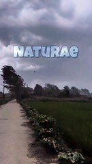 Relax with Wind in the Trees